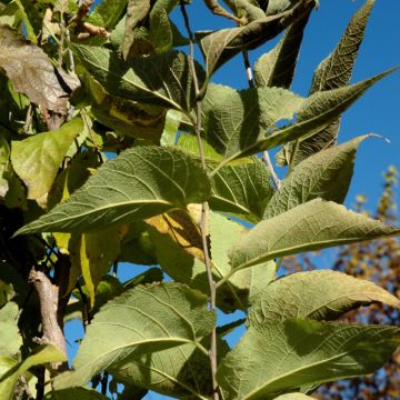 Celtis, Common Hackberry 'Prairie Sentinel®' (Large Sizes)