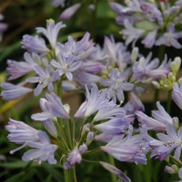 Agapanthus (African Lily), Baby Pete