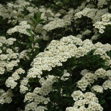 Spiraea, Snowmound Spirea