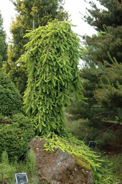 Picea, Norway Spruce 'Gold Drift' (Large)