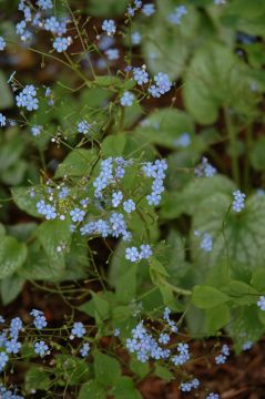 Brunnera, False Forget-Me-Not 'Alexander’s Great'