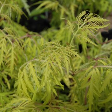 Sambucus, Red Elderberry 'Lemony Lace®'