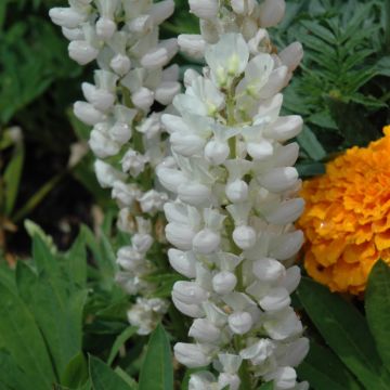 Lupinus, Dwarf Lupine 'Mini Gallery™ White'