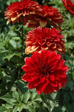 Dahlia, Dahlinova 'Red'