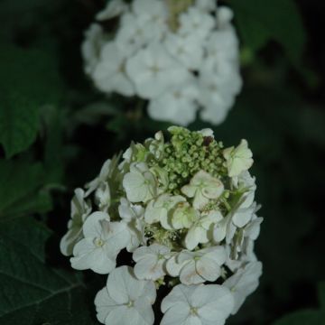 Hydrangea, Oakleaf 'Jetstream™ First Editions' 