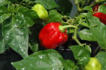 Pepper (Hot), Carolina Reaper