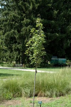 Acer, Red Maple 'Armstrong Gold®' (Large)