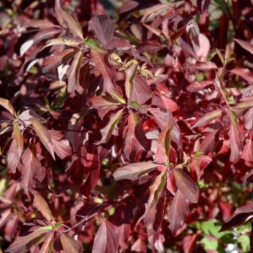 Cornus, Siberian Dogwood 'Red Gnome™'