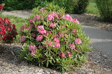 Rhododendron, Small Leaf 'Haaga'