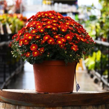 Fall Mum, Igloo 'Firedance'