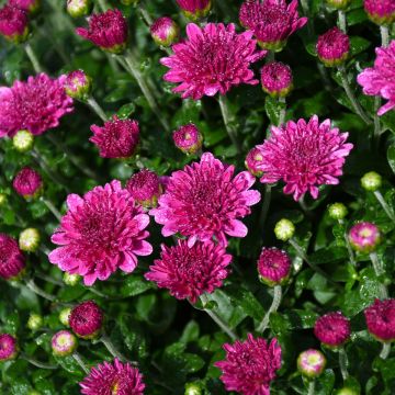 Fall Mum, Igloo 'Ice Pink'