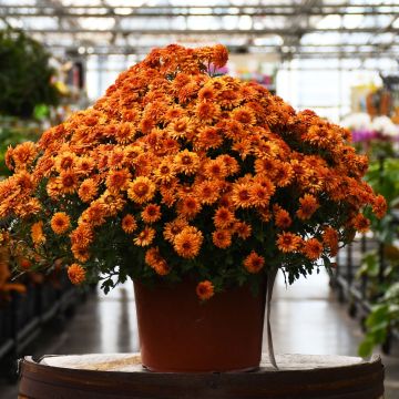 Fall Mum, Igloo 'Warm'