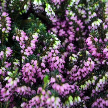 Erica Quadrangularis 'Heather'