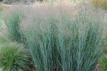 Panicum, Switchgrass 'Heavy Metal'