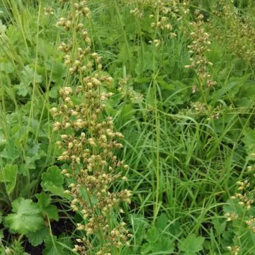 Heuchera, Prairie Alumroot, 6 pack