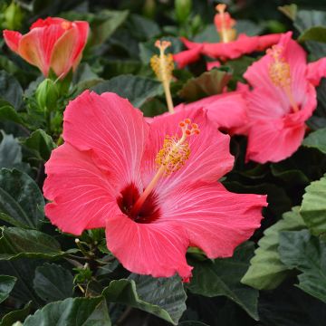 Hibiscus Bush, Assorted Colors