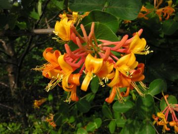 Lonicera, Honeysuckle 'Mandarin'