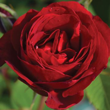 Rosa, Shrub Rose 'Hope for Humanity'