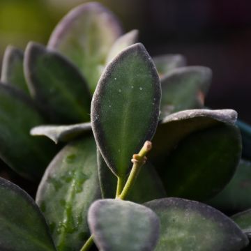 Hoya Burtoniae 'Variegated'