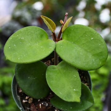 Hoya Carnosa 'Chelsea'