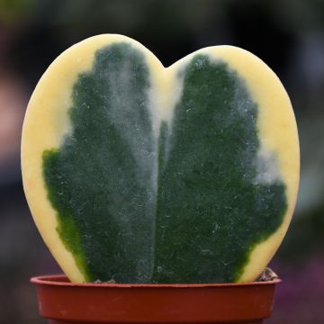 Hoya Kerrii, Single Heart