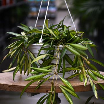 Hoya, Kentiana Tricolor