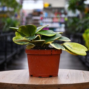 Hoya, Kerrii 'Vining'