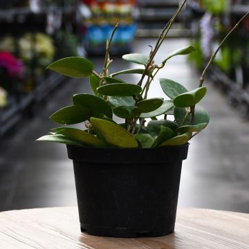 Hoya Parasitica 'Splash'