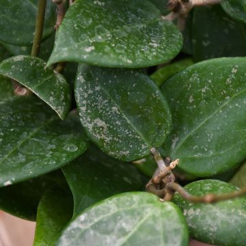 Hoya Parasitica 'Splash'