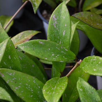 Hoya Pubicalyx