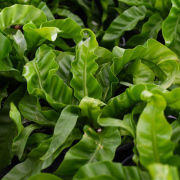 Asplenium Antiquum 'Hurricane Fern'