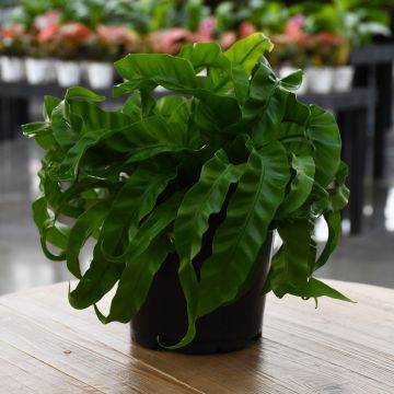 Asplenium Antiquum 'Hurricane Fern'