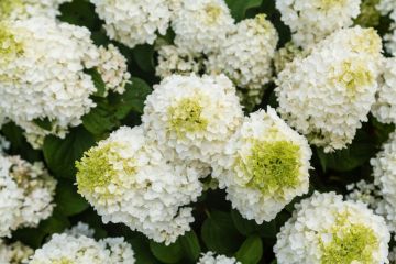 Hydrangea, Panicle 'First Editions®  Little Hottie®' 