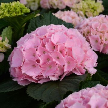 Hydrangea, Indoor