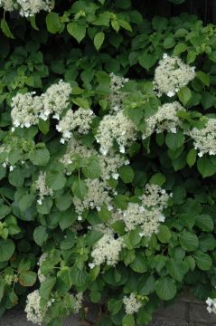 Hydrangea, Climbing Hydrangea