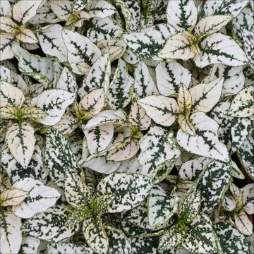 Hypoestes, Polka Dot Plant 'White'