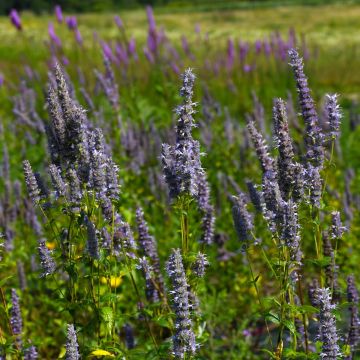 Agastache, Lavender Hyssop 'Minnesota Native'