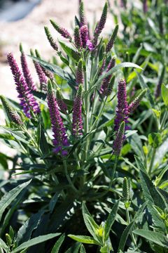 Veronica, Spiked Speedwell 'Purplegum Candles'