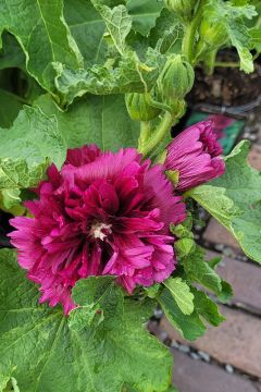 Alcea, Compact Hollyhock 'Spring Celebrities™ Purple'