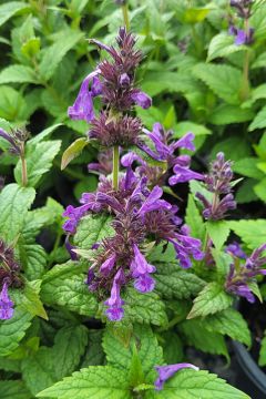 Nepeta, Dwarf Catmint 'Neptune'