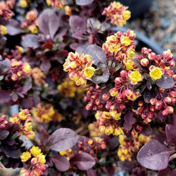 Berberis, Japanese Barberry 'Concord'