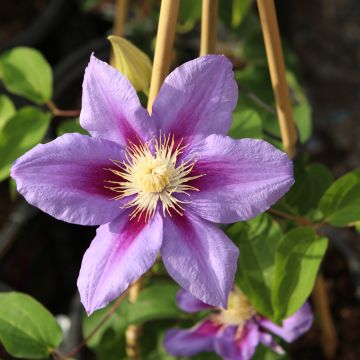 Clematis, 'Barbara Jackman'