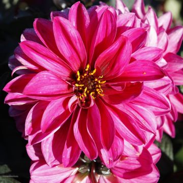 Dahlia, City Lights™ 'Neon'