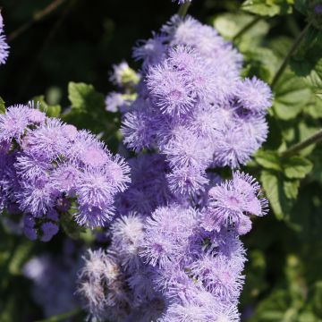 Ageratum, Flossflower Blue Horizon