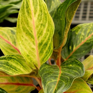 Aglaonema 'Golden Flourite'