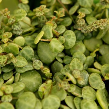 Peperomia Prostrata 'String of Turtles Plant'