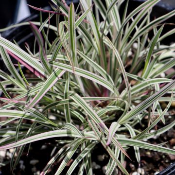 Schizachyrium, Little Bluestem 'Chameleon'