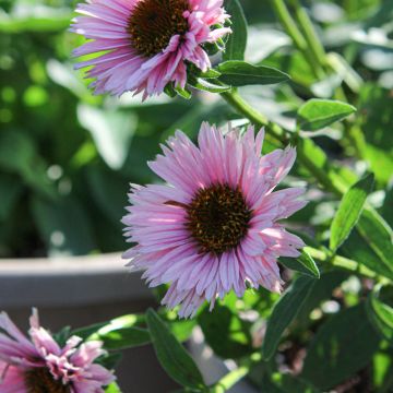 Echinacea, Coneflower 'SunSeekers® Salmon'