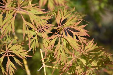 Acer, Hybrid Maple 'Ice Dragon®'