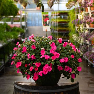 Impatiens, Super Elfin 'Lipstick Hot Pink' Hanging Basket 12"